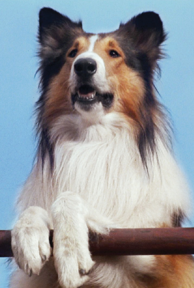 Lassie